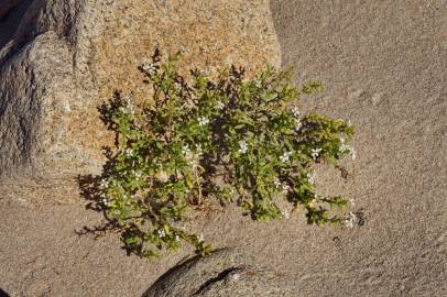 Fotografia da espécie Cakile maritima subesp. integrifolia