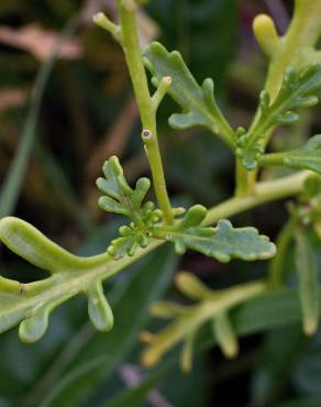 Fotografia 13 da espécie Cakile maritima subesp. integrifolia no Jardim Botânico UTAD