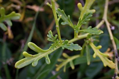 Fotografia da espécie Cakile maritima subesp. integrifolia