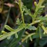 Fotografia 13 da espécie Cakile maritima subesp. integrifolia do Jardim Botânico UTAD