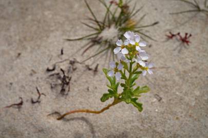 Fotografia da espécie Cakile maritima subesp. integrifolia