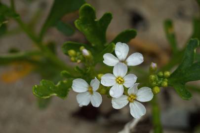 Fotografia da espécie Cakile maritima subesp. integrifolia