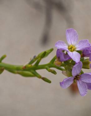 Fotografia 16 da espécie Cakile maritima subesp. integrifolia no Jardim Botânico UTAD