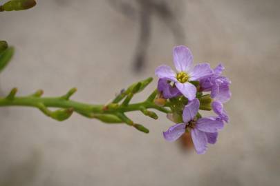 Fotografia da espécie Cakile maritima subesp. integrifolia