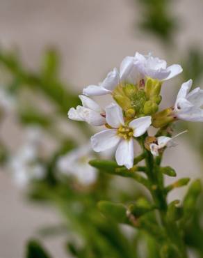 Fotografia 18 da espécie Cakile maritima subesp. integrifolia no Jardim Botânico UTAD