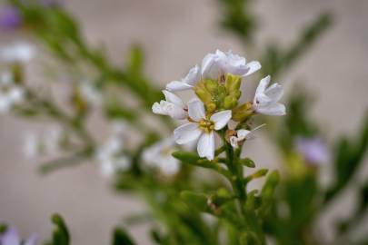 Fotografia da espécie Cakile maritima subesp. integrifolia