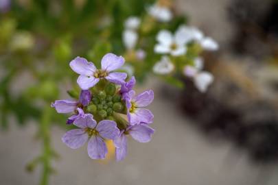 Fotografia da espécie Cakile maritima subesp. integrifolia