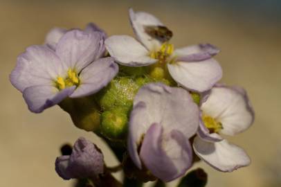 Fotografia da espécie Cakile maritima subesp. integrifolia