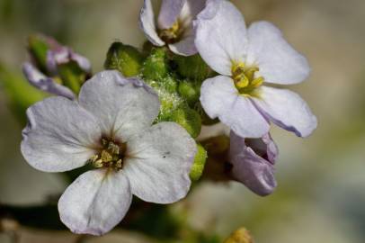 Fotografia da espécie Cakile maritima subesp. integrifolia