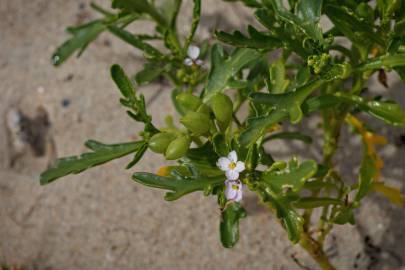 Fotografia da espécie Cakile maritima subesp. integrifolia