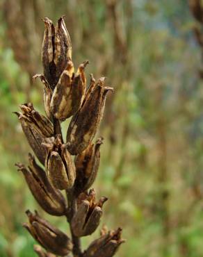 Fotografia 9 da espécie Oenothera glazioviana no Jardim Botânico UTAD