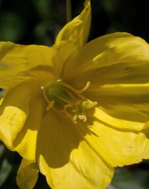 Fotografia 10 da espécie Oenothera glazioviana no Jardim Botânico UTAD