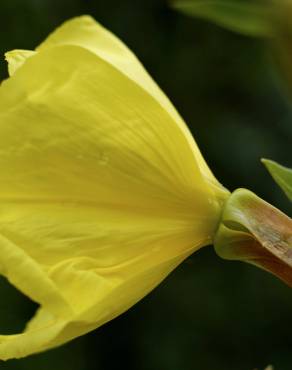 Fotografia 11 da espécie Oenothera glazioviana no Jardim Botânico UTAD