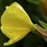 Fotografia 11 da espécie Oenothera glazioviana do Jardim Botânico UTAD