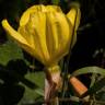 Fotografia 12 da espécie Oenothera glazioviana do Jardim Botânico UTAD