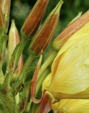 Fotografia 13 da espécie Oenothera glazioviana no Jardim Botânico UTAD