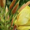 Fotografia 13 da espécie Oenothera glazioviana do Jardim Botânico UTAD