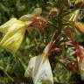 Fotografia 14 da espécie Oenothera glazioviana do Jardim Botânico UTAD