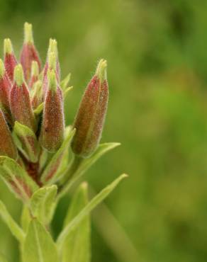 Fotografia 15 da espécie Oenothera glazioviana no Jardim Botânico UTAD