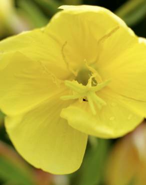 Fotografia 16 da espécie Oenothera glazioviana no Jardim Botânico UTAD