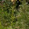 Fotografia 17 da espécie Oenothera glazioviana do Jardim Botânico UTAD