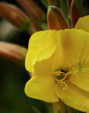 Fotografia 18 da espécie Oenothera glazioviana no Jardim Botânico UTAD