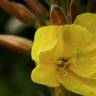 Fotografia 18 da espécie Oenothera glazioviana do Jardim Botânico UTAD