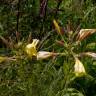 Fotografia 19 da espécie Oenothera glazioviana do Jardim Botânico UTAD