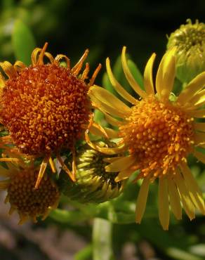 Fotografia 9 da espécie Limbarda crithmoides no Jardim Botânico UTAD