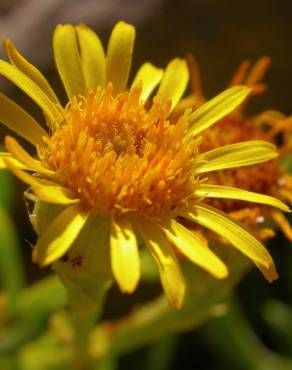 Fotografia 1 da espécie Limbarda crithmoides no Jardim Botânico UTAD