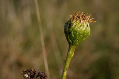 Fotografia da espécie Limbarda crithmoides