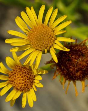 Fotografia 15 da espécie Limbarda crithmoides no Jardim Botânico UTAD