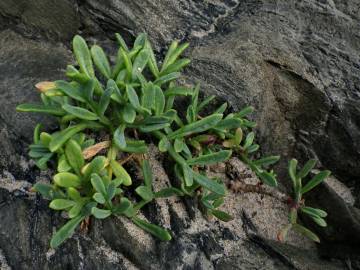 Fotografia da espécie Limbarda crithmoides