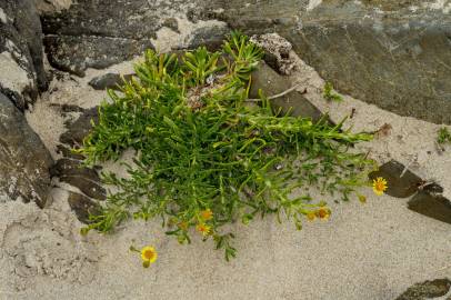 Fotografia da espécie Limbarda crithmoides