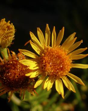 Fotografia 19 da espécie Limbarda crithmoides no Jardim Botânico UTAD