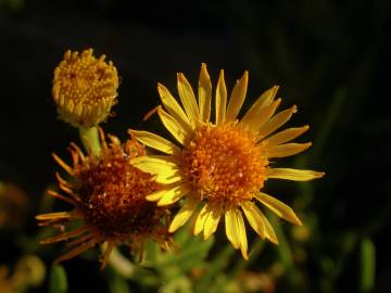 Fotografia da espécie Limbarda crithmoides