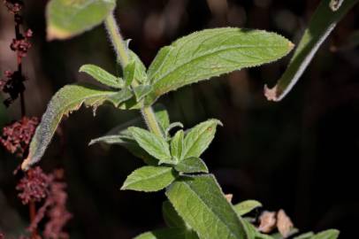 Fotografia da espécie Epilobium hirsutum