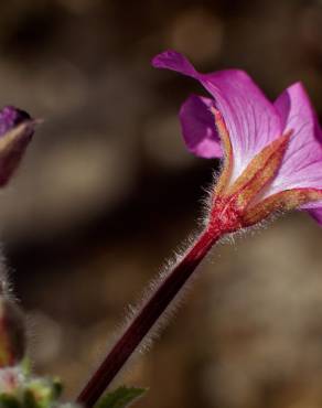 Fotografia 12 da espécie Epilobium hirsutum no Jardim Botânico UTAD