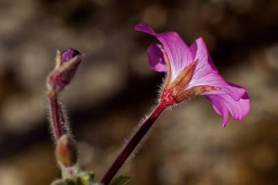 Fotografia da espécie Epilobium hirsutum