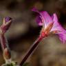 Fotografia 12 da espécie Epilobium hirsutum do Jardim Botânico UTAD