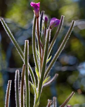 Fotografia 13 da espécie Epilobium hirsutum no Jardim Botânico UTAD