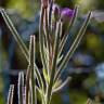 Fotografia 13 da espécie Epilobium hirsutum do Jardim Botânico UTAD