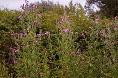 Fotografia da espécie Epilobium hirsutum