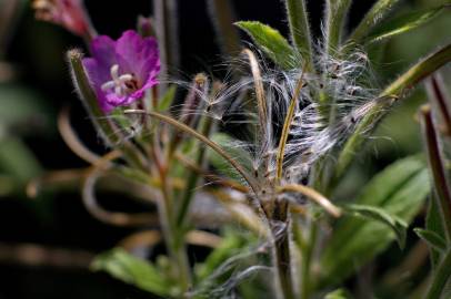 Fotografia da espécie Epilobium hirsutum