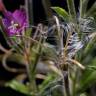 Fotografia 15 da espécie Epilobium hirsutum do Jardim Botânico UTAD