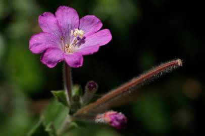 Fotografia da espécie Epilobium hirsutum