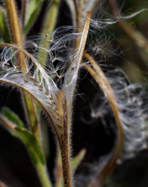 Fotografia 17 da espécie Epilobium hirsutum no Jardim Botânico UTAD