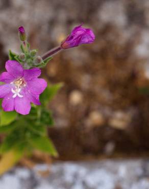 Fotografia 18 da espécie Epilobium hirsutum no Jardim Botânico UTAD