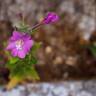 Fotografia 18 da espécie Epilobium hirsutum do Jardim Botânico UTAD