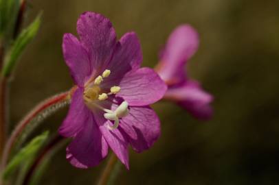 Fotografia da espécie Epilobium hirsutum